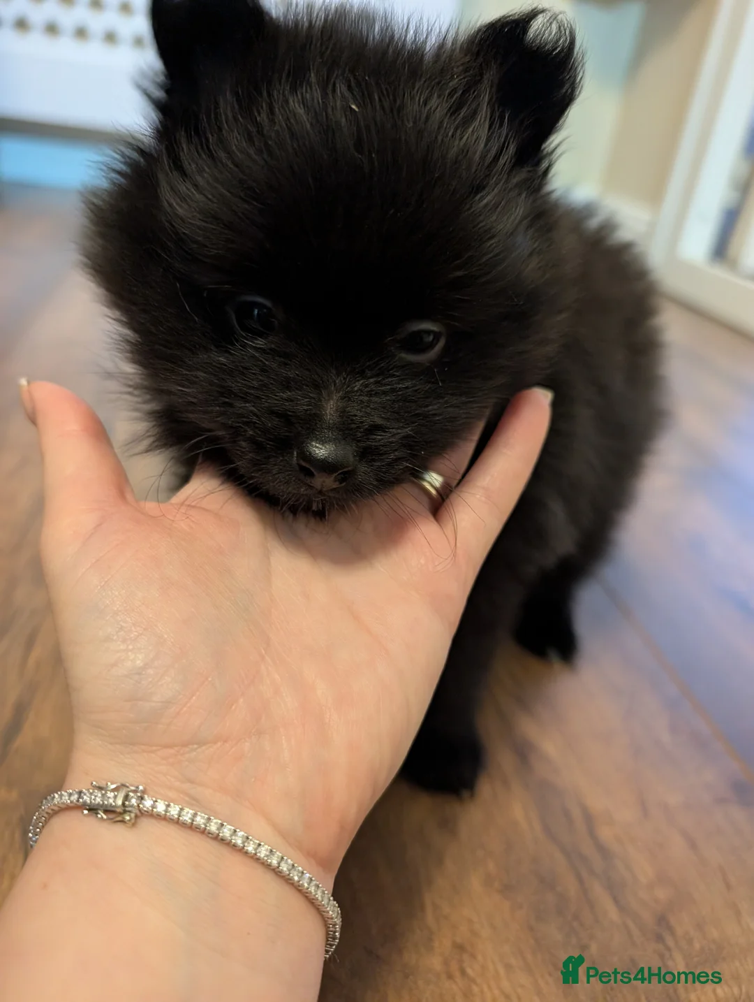 Pomeranian dogs for sale: Miniature Pomeranians - Advert 19