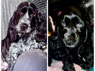 Cocker Spaniel dogs KC registered health tested Show Cocker spaniels - Advert 14