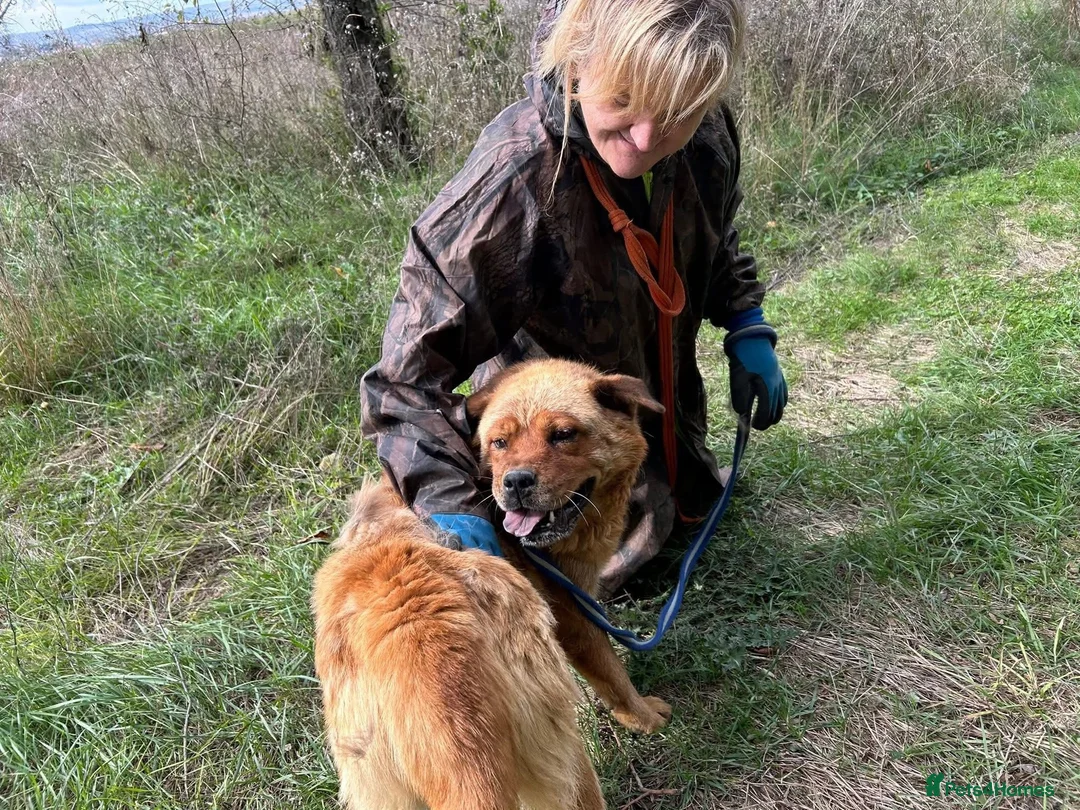 Chow Chow dogs for adoption: Princess - Norwich Norfolk  - Advert 6