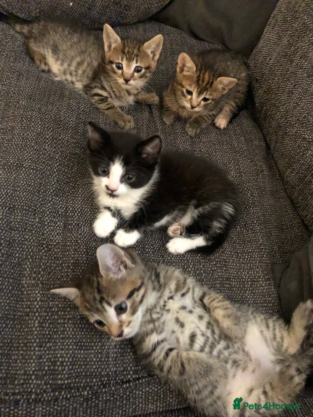 Mixed Breed cats for sale: Bengal cross kittens  - Advert 2