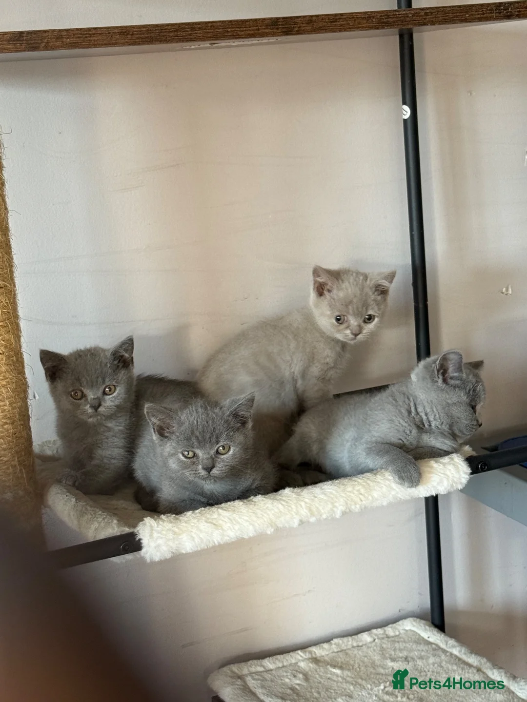 British Shorthair cats for sale: Beautiful British Shorthair Girls💜🐾 in Romford - Advert 7
