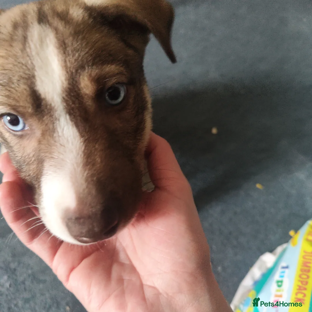 Mixed Breed dogs for sale: Beautiful female husky mix puppy - Advert 7