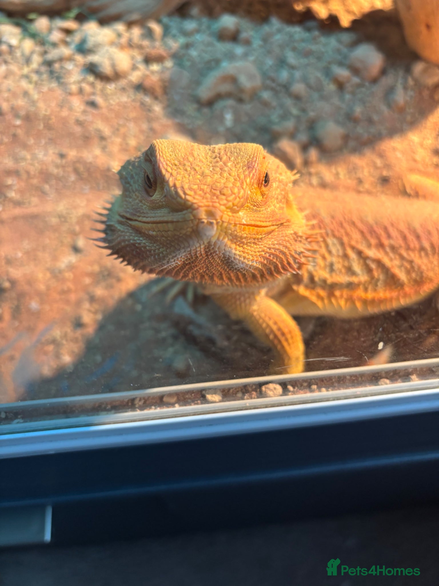 Bearded Dragon reptiles Red Bearded dragon with enclosure for sale. - Advert 15