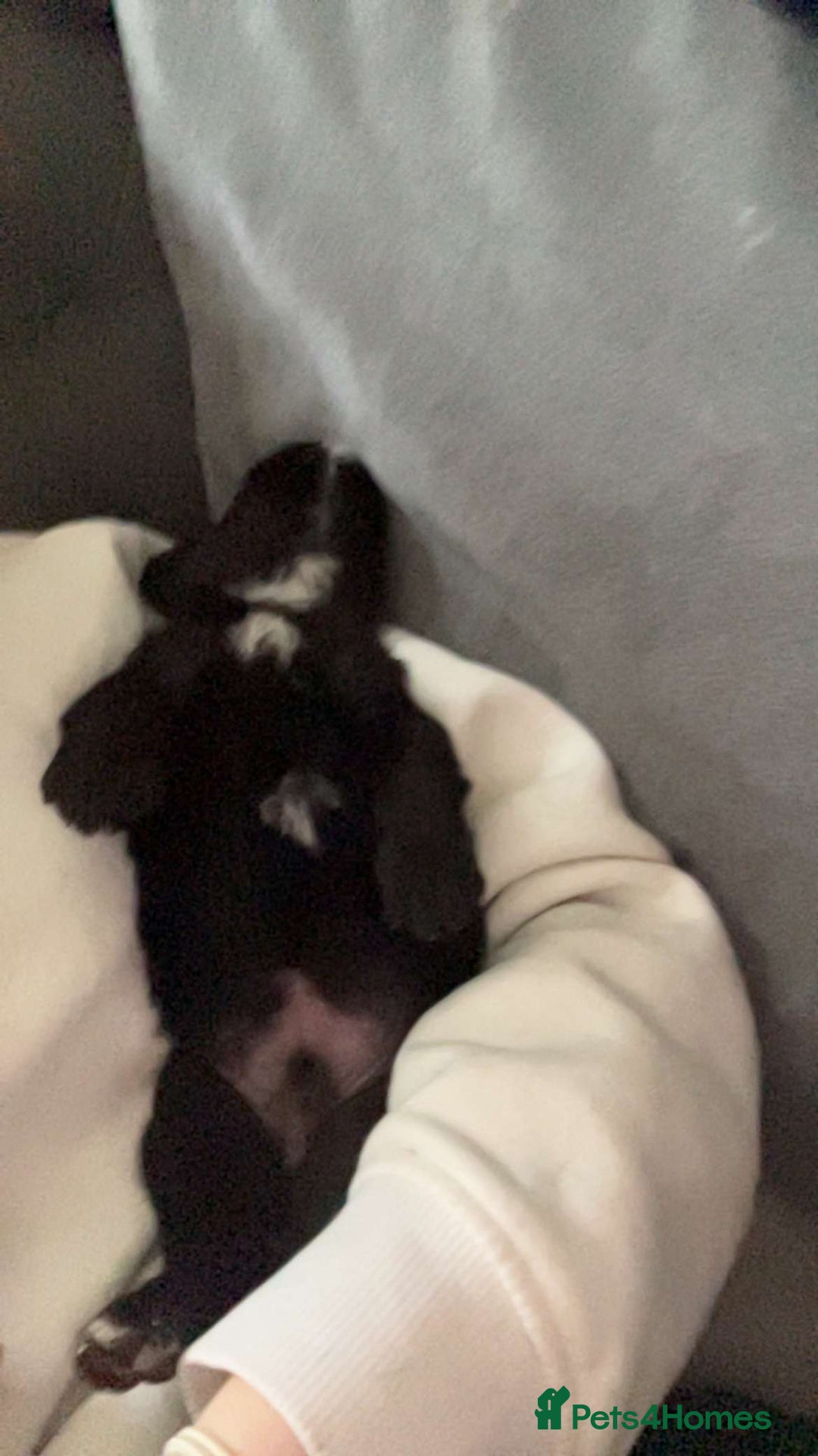 Mixed Breed dogs for sale: 5 staff x cockapoo pups  - Advert 7