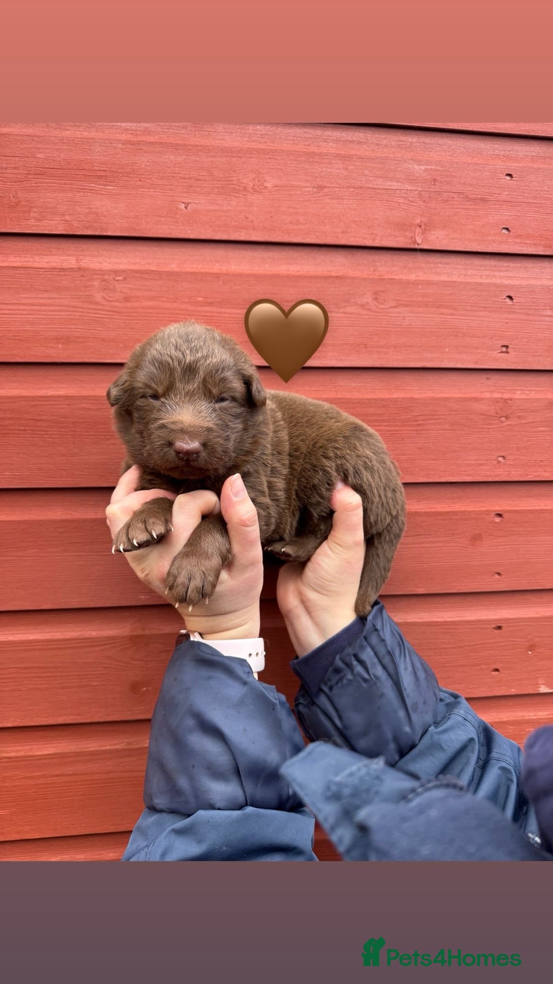 German Shepherd dogs for sale: Stunning German Shepherd X Puppies  - Advert 12