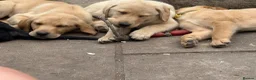 Labrador Retriever dogs for sale: Mixed litter black and blonde Labrador puppies  - Advert 29
