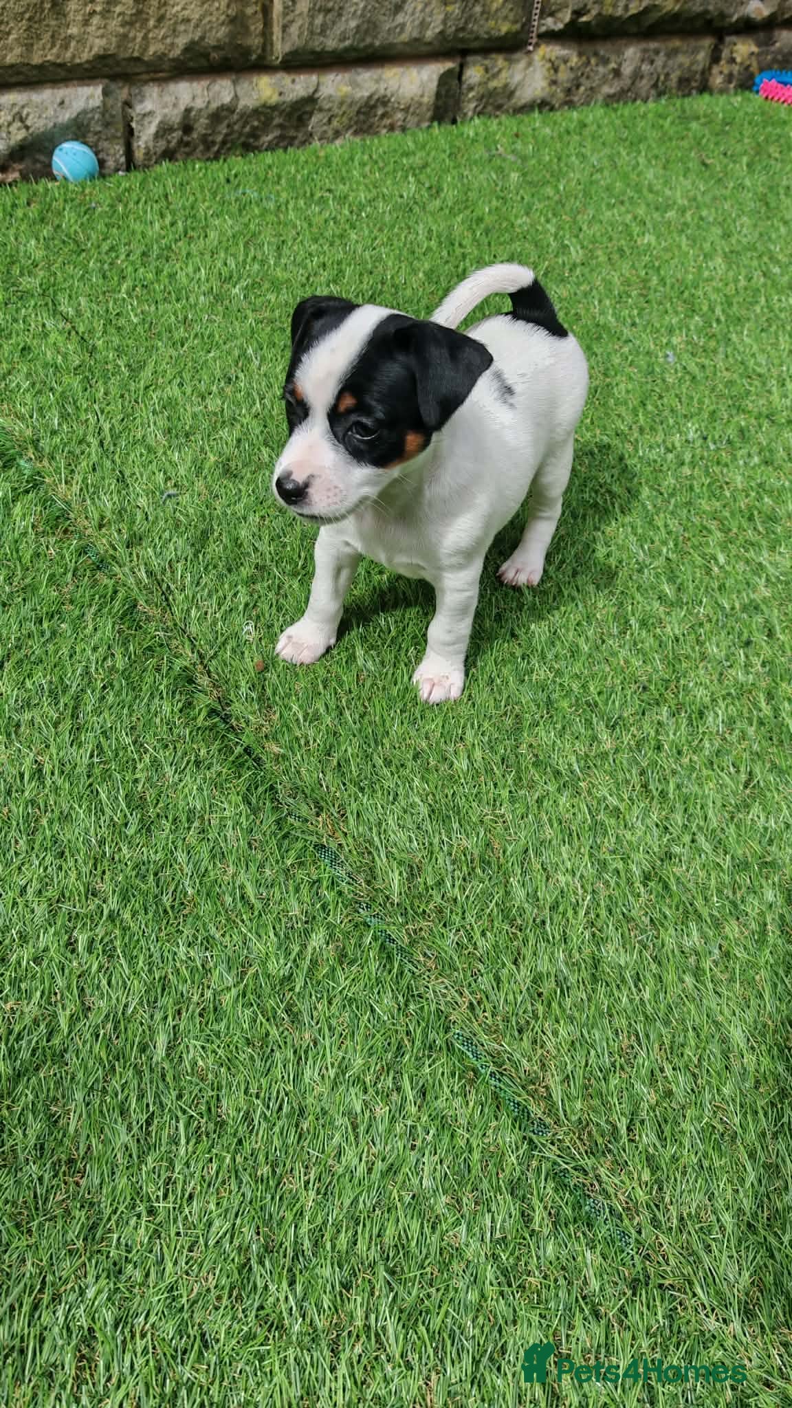 Jack Russell dogs BEAUTIFUL JACK RUSSELL PUPPIES AVAILABLE - Advert 2