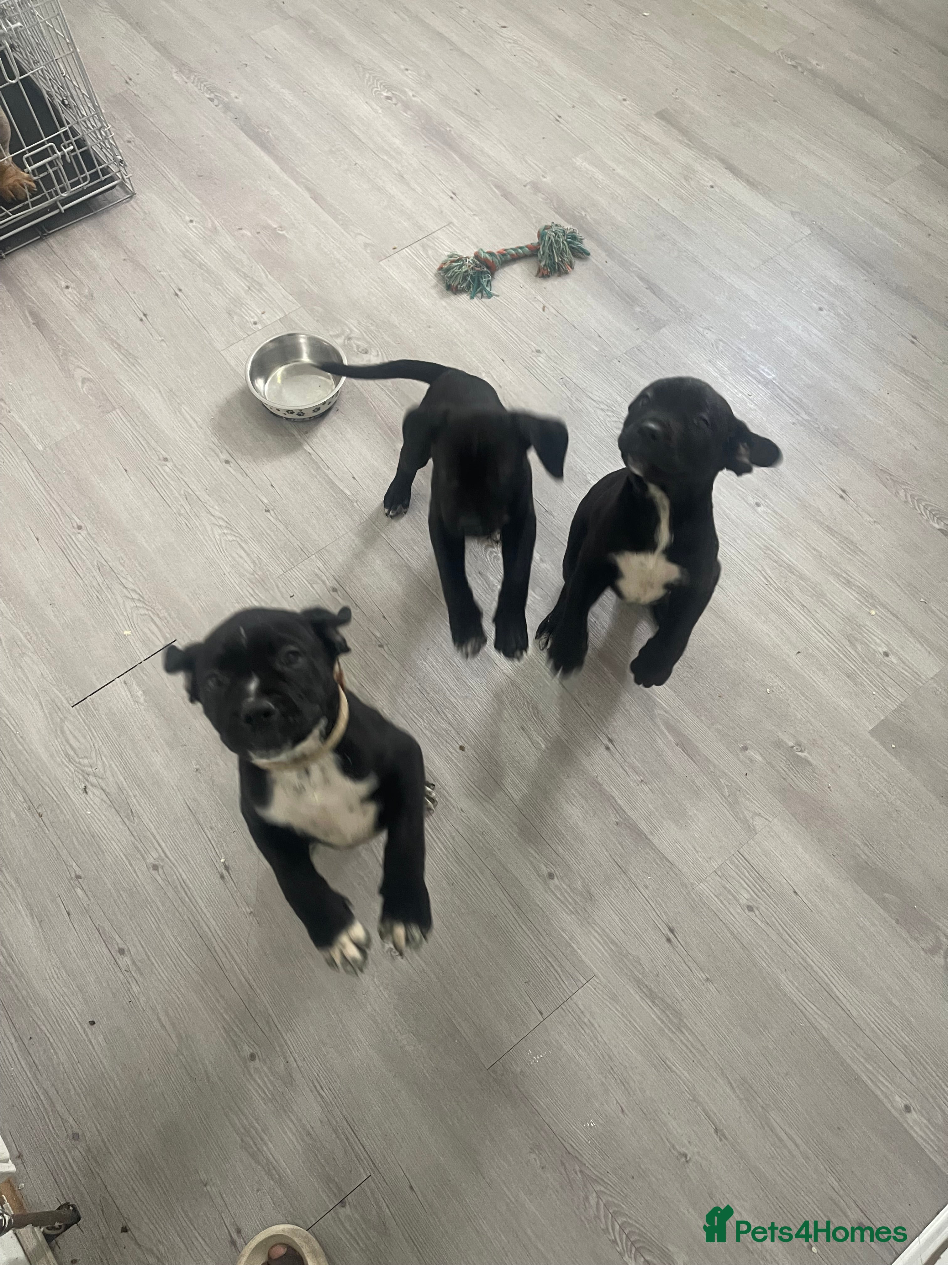 Mixed Breed dogs 9wks Cane Corso x Bullmastiff Puppies - Advert 2
