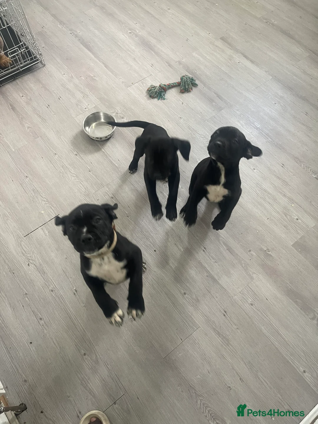 Mixed Breed dogs for sale: 9wks Cane Corso x Bullmastiff Puppies - Advert 2