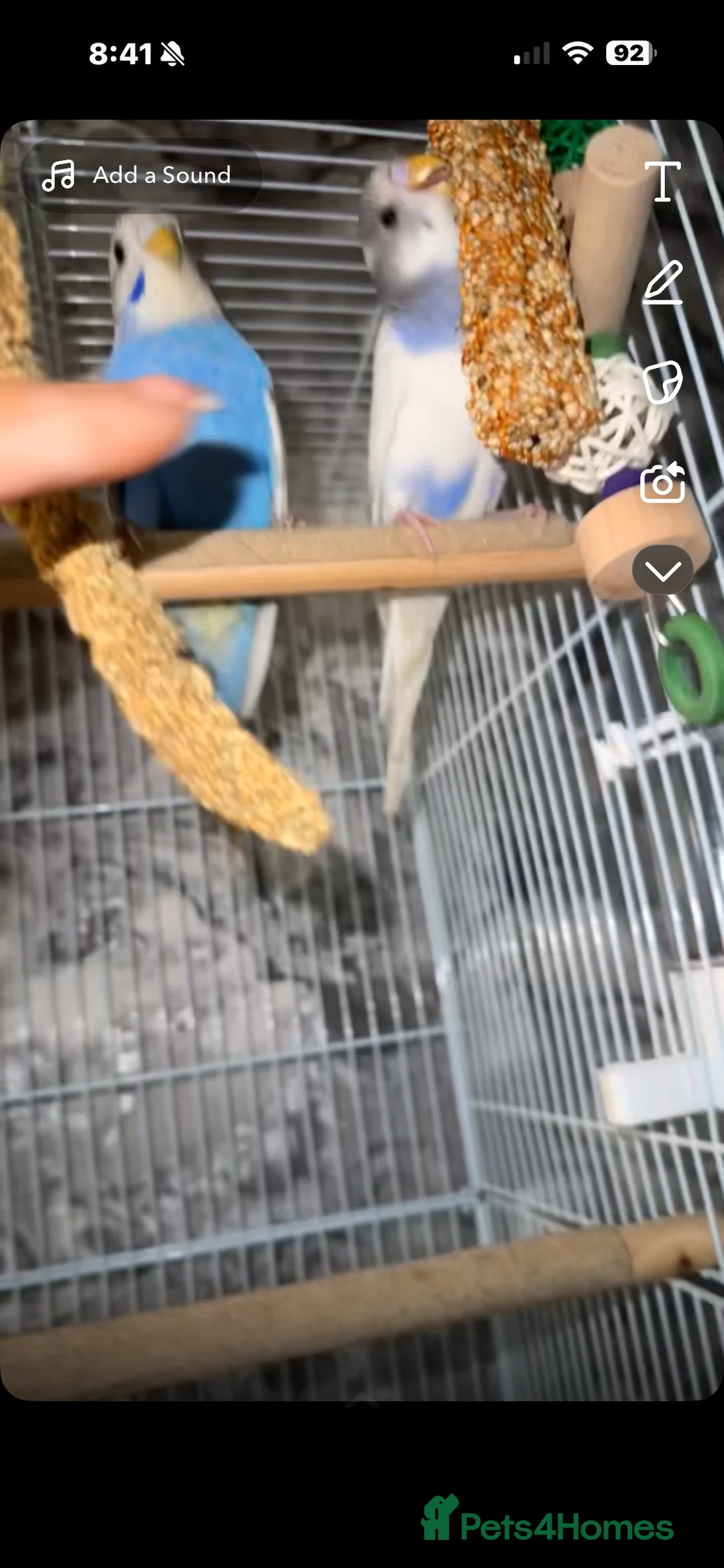 Budgerigars birds for sale: Budgies for sale - Advert 2