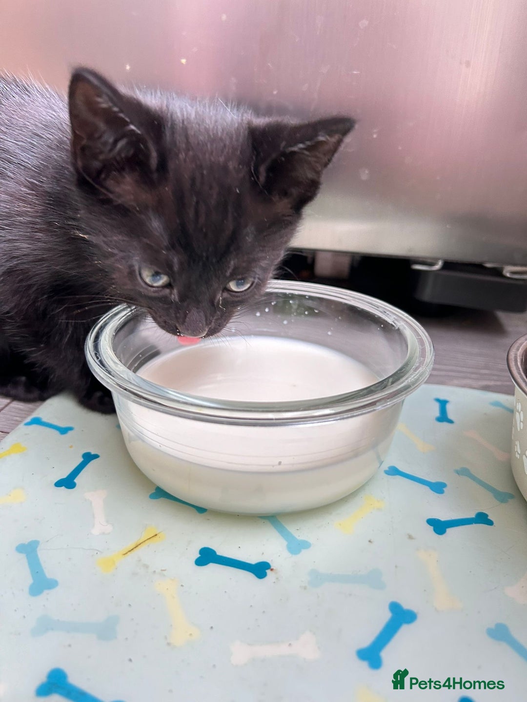 Mixed Breed cats for sale: Joyful kitten ❤️😈😆😍 - Advert 8