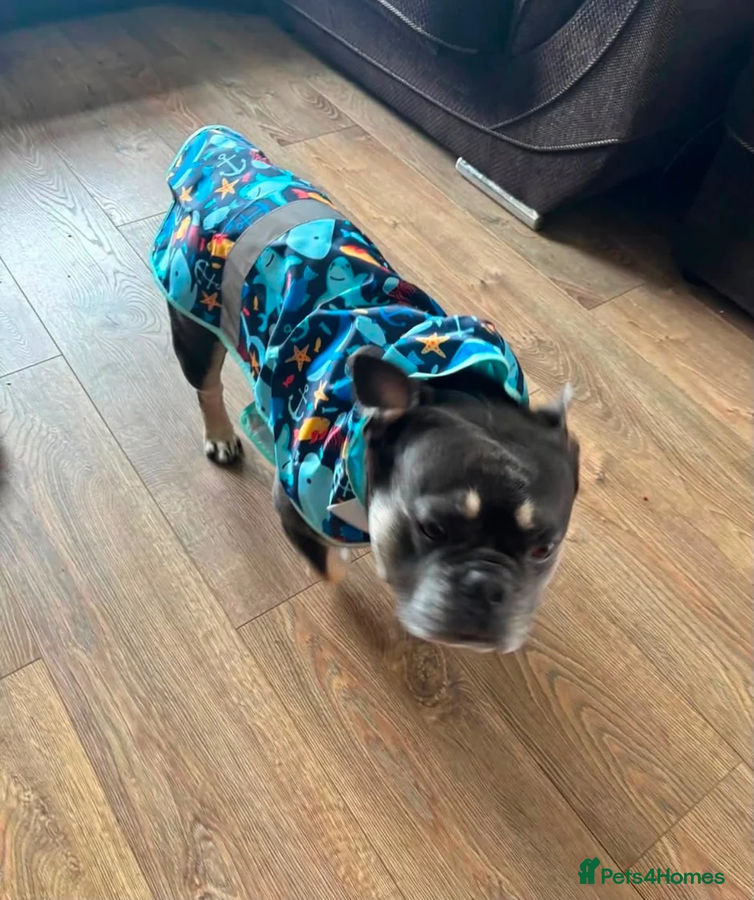 French Bulldog dogs for sale: 4 Year old male French Bulldog  in Stoke-on-Trent - Advert 6