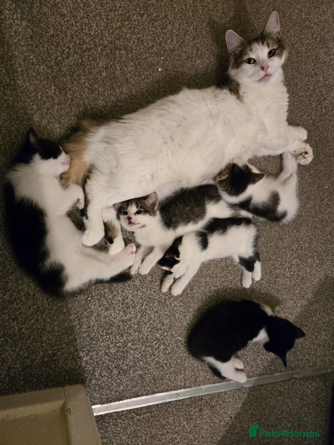 Mixed Breed cats for sale: Sweet kittens  - Image 14