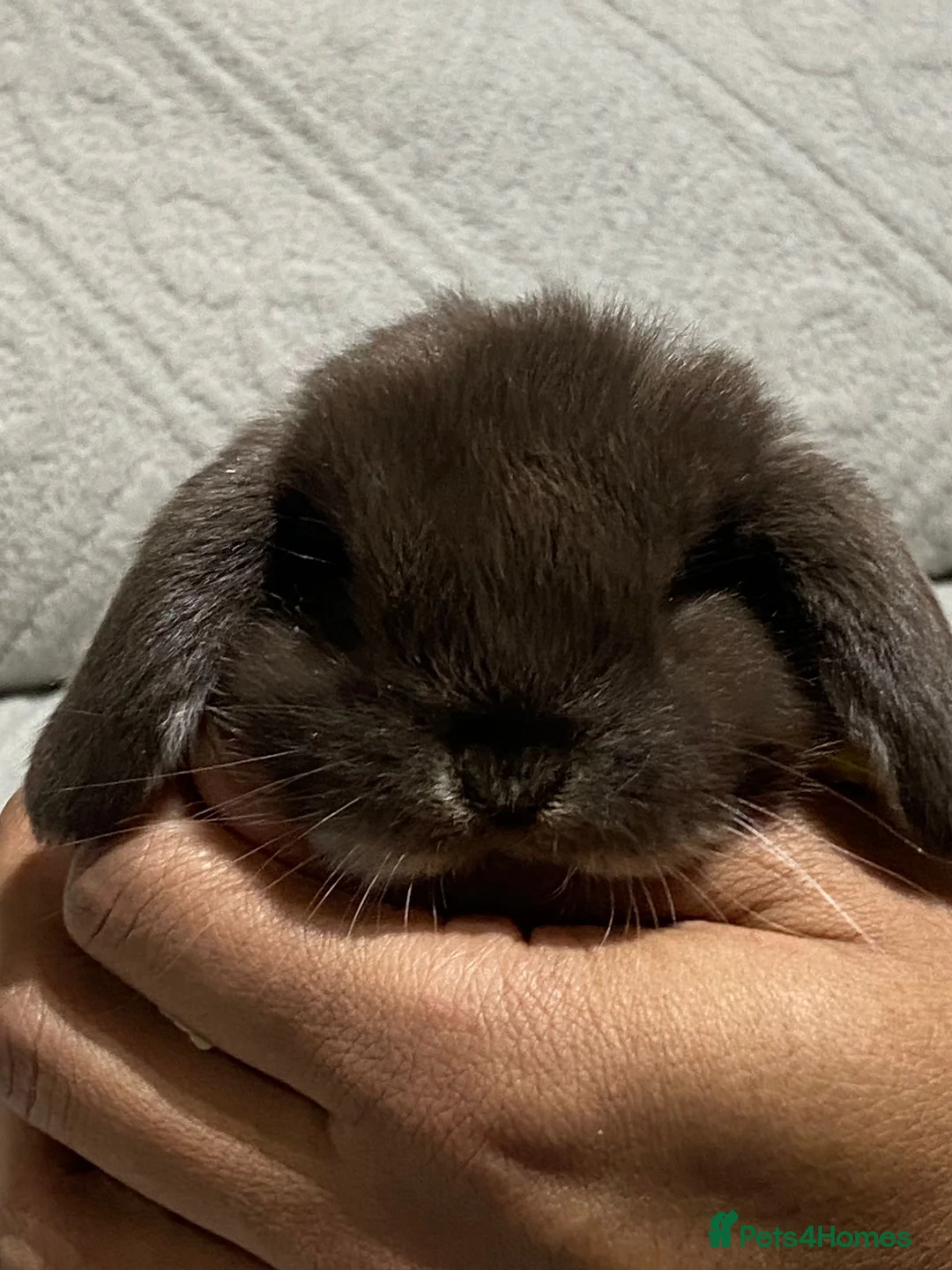 Mini Lop rabbits for sale: ❤️Mini Lop bunny 🐰 for sale   - Advert 8