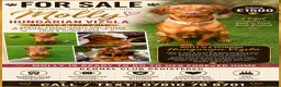 Hungarian Vizsla dogs for sale: 2 year old stunning athletic beautiful girl - Advert 11