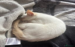 Mixed Breed cats for sale: Gorgeous white male kitten looking for a new home - Image 3