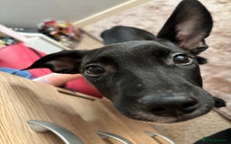 Mixed Breed dogs for sale: 3 puppies for sale - Image 3