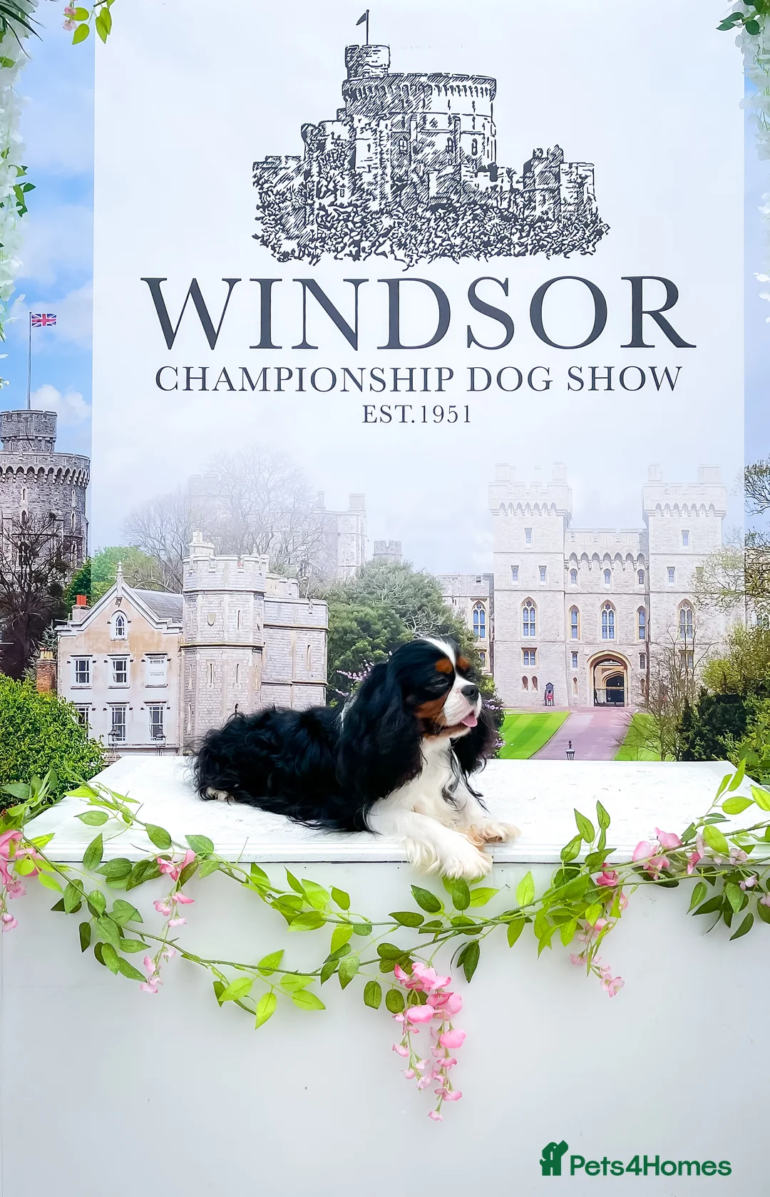 Cavalier King Charles Spaniel dogs for stud: HEALTH TESTED; PROVEN - IMPORTED STUD - Advert 4