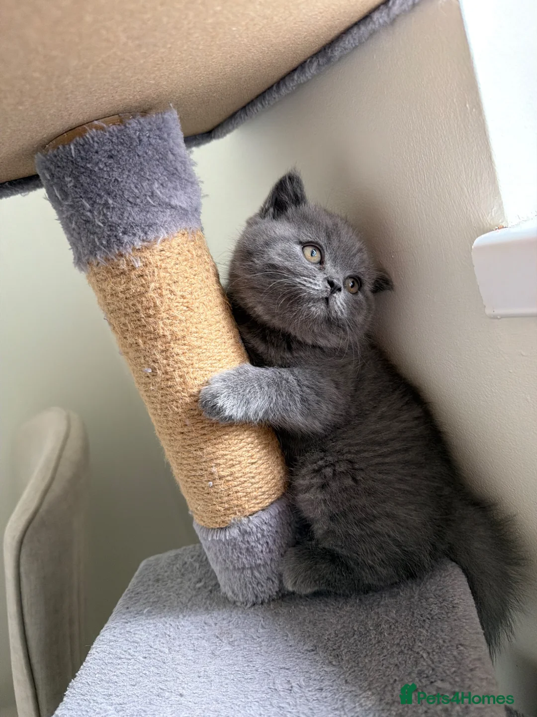 British Shorthair cats for sale: British Shorthair kitten - Advert 1