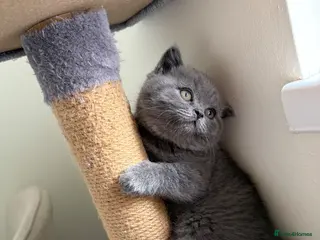 British Shorthair cats British Shorthair kitten - Advert 2