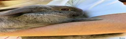 Mini Lop rabbits for sale: Smoke pearl doe available  - Advert 5