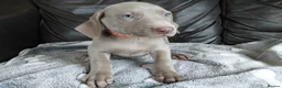 Weimaraner dogs for sale: Weimaraner puppies near Glasgow  - Advert 2