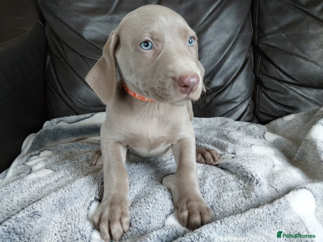 Weimaraner dogs for sale: Weimaraner puppies near Glasgow  - Advert 2