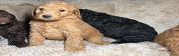Goldendoodle dogs for sale: Goldendoodles Ready Next Week - Advert 5