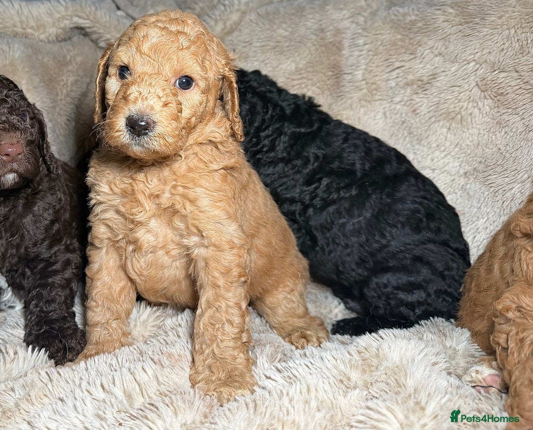 Goldendoodle dogs for sale: Goldendoodles Ready Next Week - Advert 5