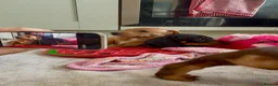 Miniature Dachshund dogs for sale: Pra clear mini dachshunds  - Advert 20