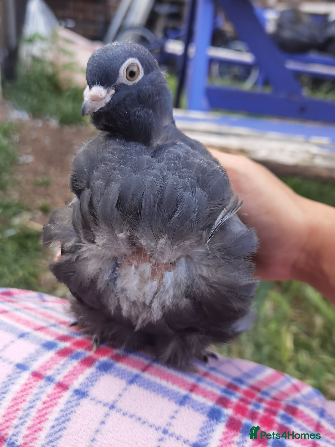 Pigeons birds for sale: Pigeons [Semi Hand-Raised] - Fancy & Racing Breeds - Advert 9