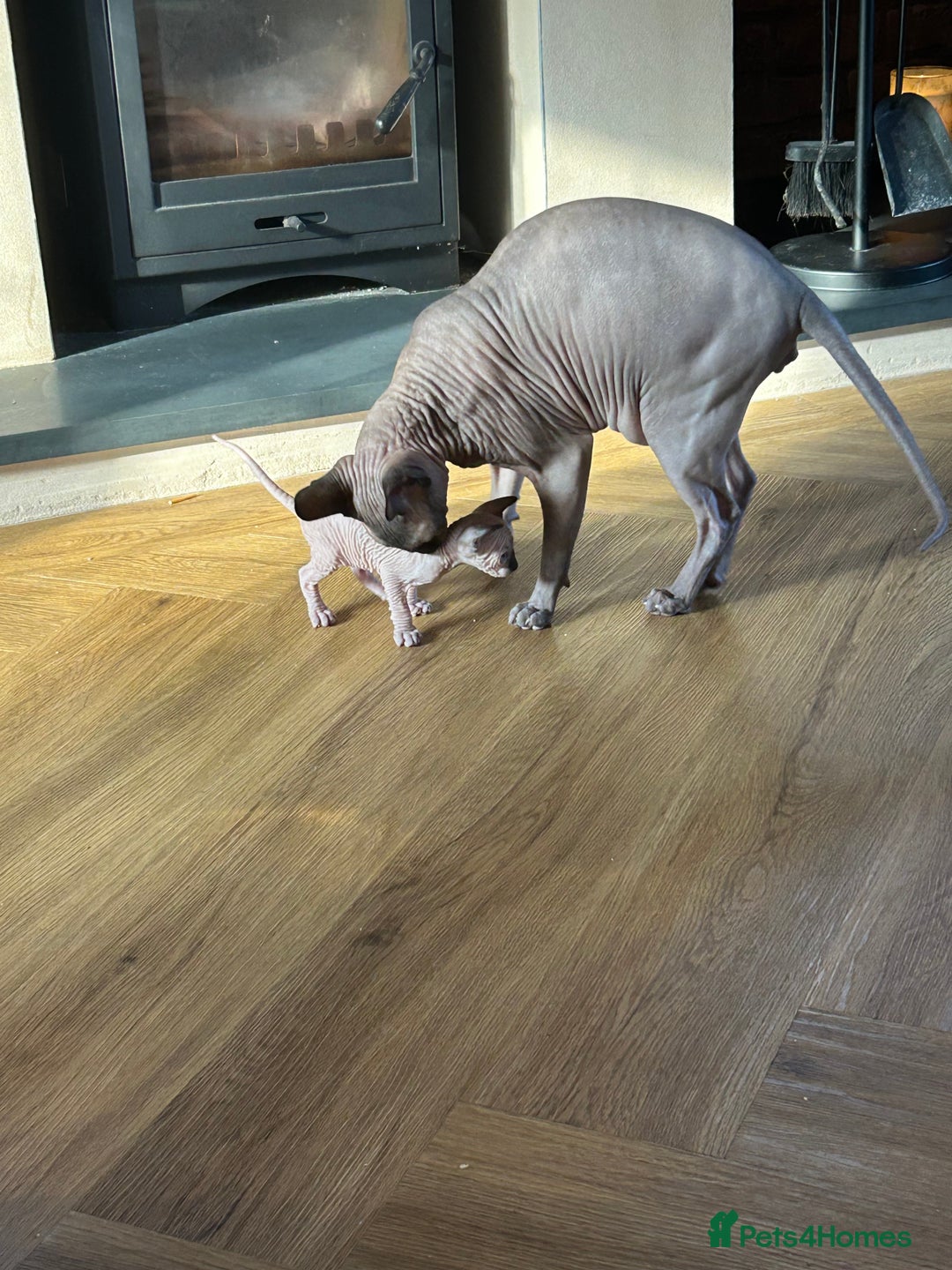 Sphynx cats for sale: Beautiful lot of Sphynx kittens from family pets - Image 9