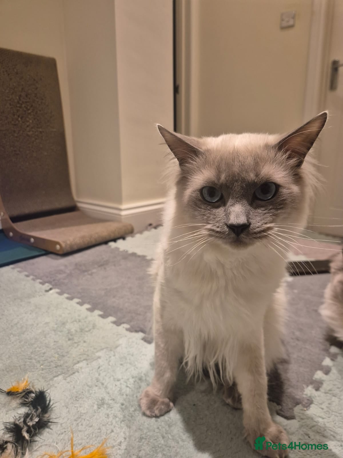 Ragdoll cats 9month old Ragdoll - Advert 1