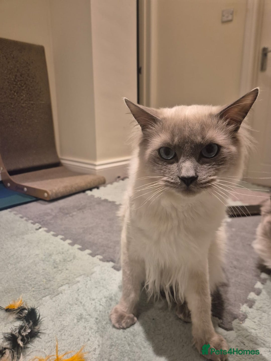 Ragdoll cats for sale: 9month old Ragdoll - Advert 1