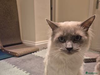 Ragdoll cats 9month old Ragdoll - Advert 16