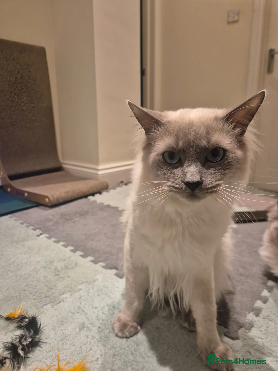 Ragdoll cats for sale: 9month old Ragdoll - Advert 1