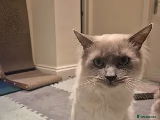 Ragdoll cats 9month old Ragdoll - Advert 17