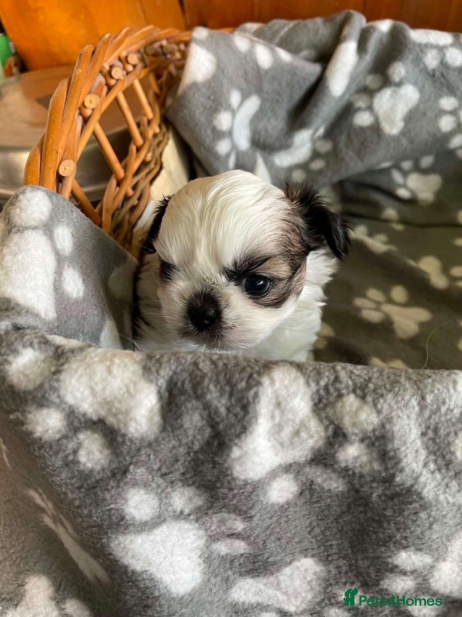 Shih Tzu dogs Imperial dobie shih tzu - Advert 2