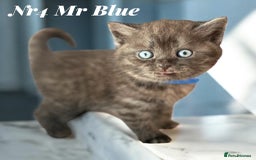 Scottish Fold cats for sale: 5 Full Pedigree Scottish Fold/Straight Kitens - Image 26