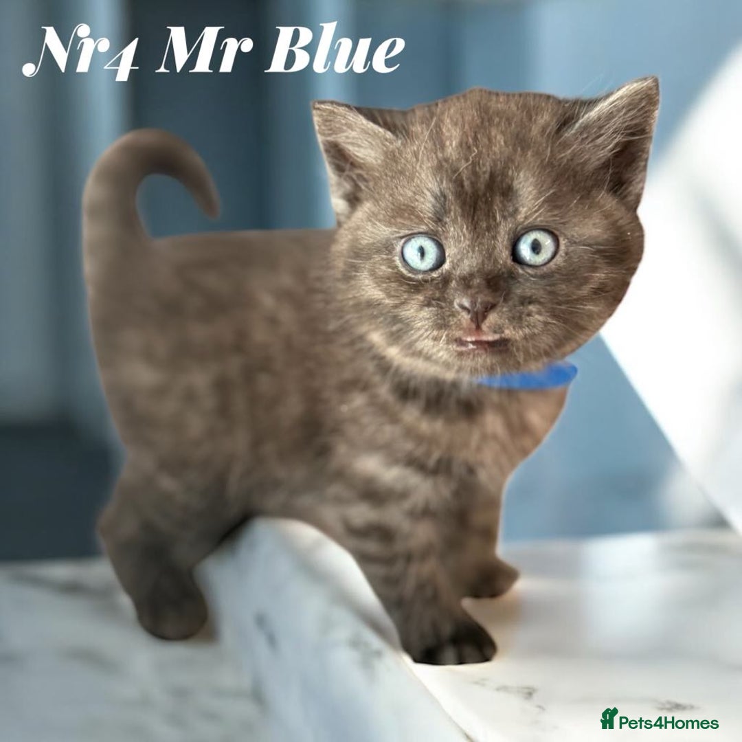 Scottish Fold cats for sale: 5 Full Pedigree Scottish Fold/Straight Kitens - Image 26