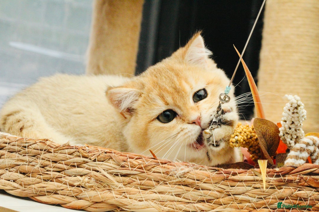 British Shorthair cats for sale: Gorgeous Golden Shaded girl - Image 8