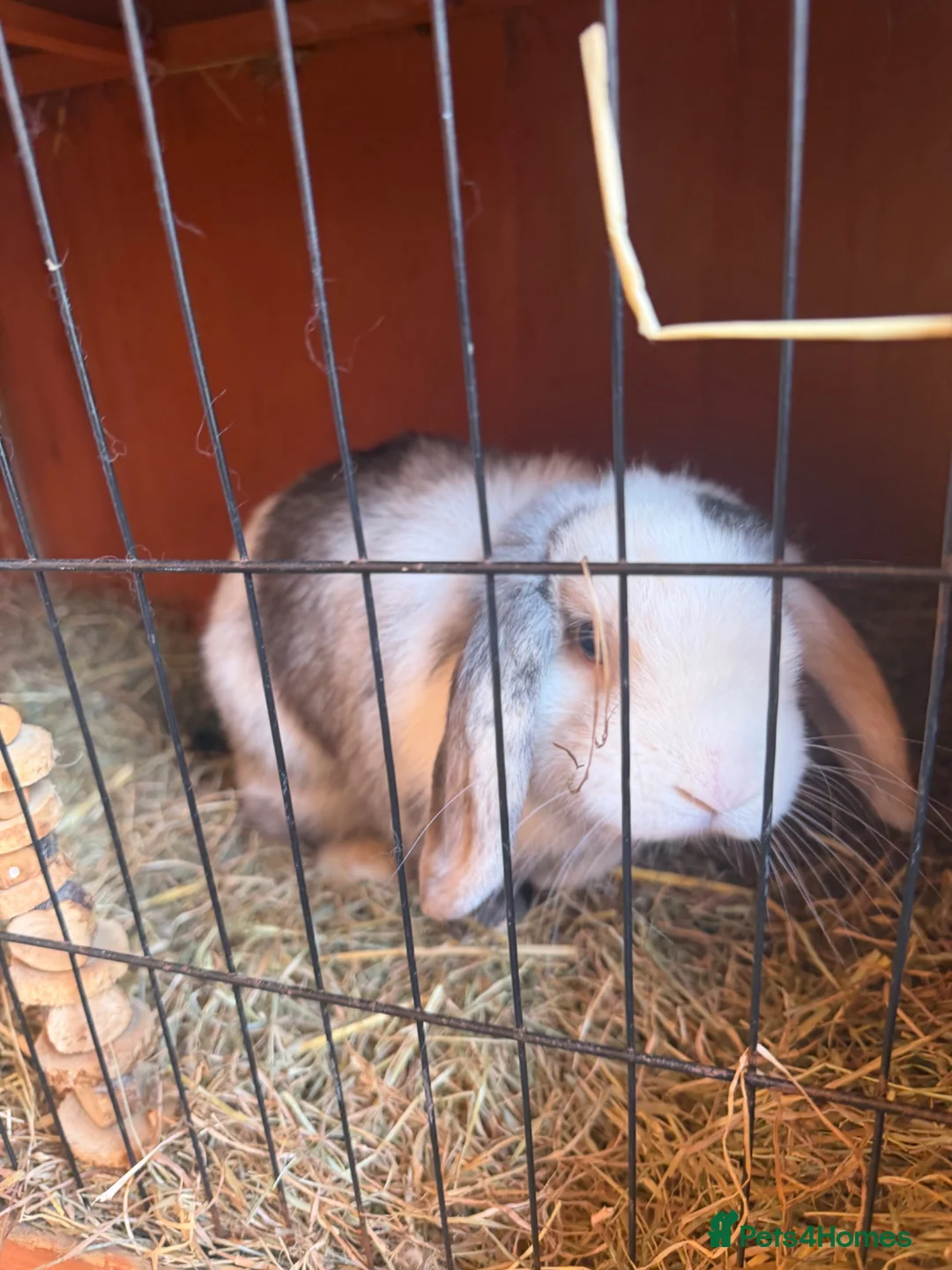 Mini Lop rabbits for sale: Full set up mini lops and hutch  - Advert 2
