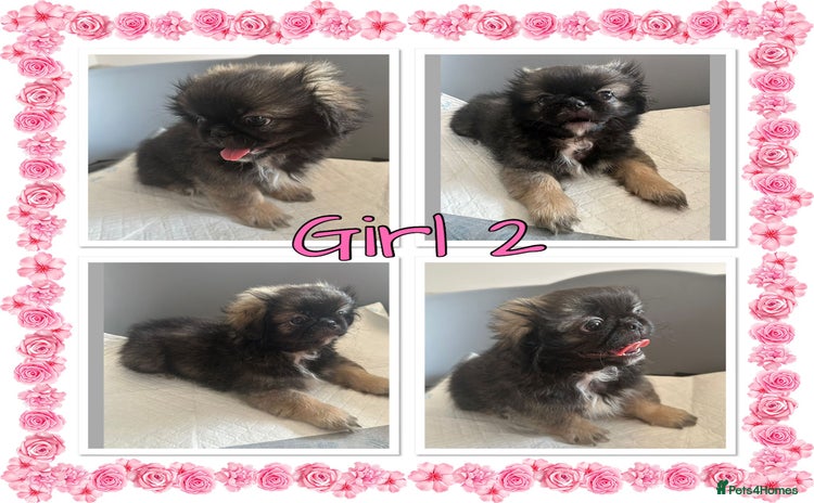 Pekingese dogs in Kettering - Advert 1