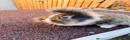 Lionhead rabbits for sale: Male lion head for sale! - Advert 1