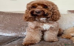 Cockapoo dogs for sale: 🐾3 girls 2 boys available🐾 - Image 12