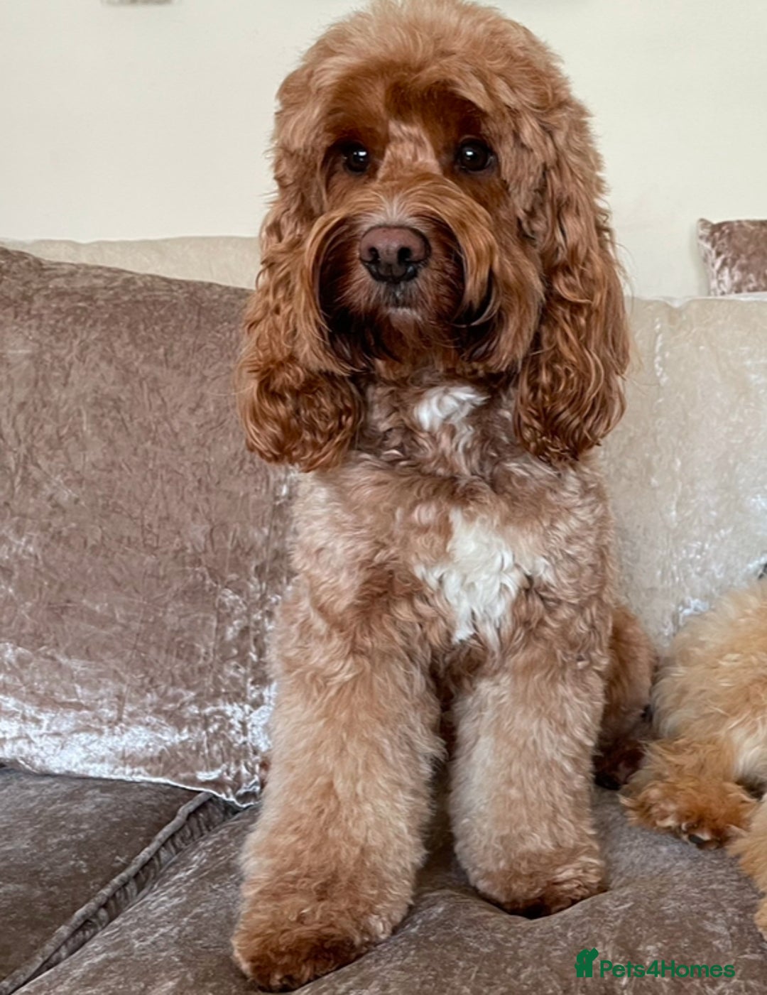 Cockapoo dogs for sale: 🐾3 girls 2 boys available🐾 - Image 12