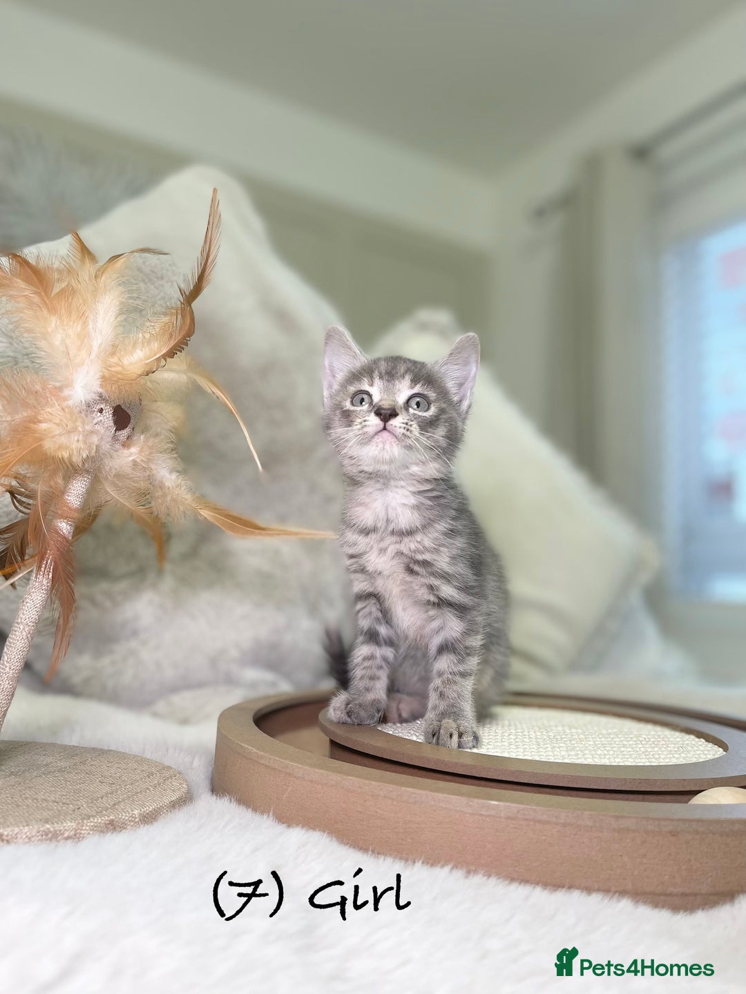 Mixed Breed cats for sale: Stunning kittens 8 weeks old ready now  - Advert 28