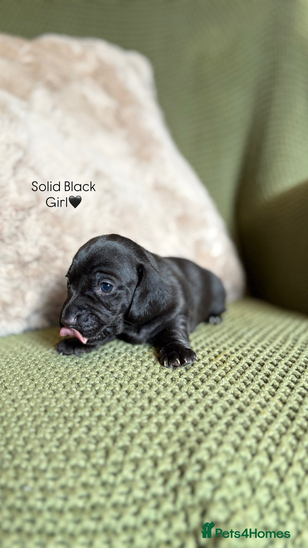 Miniature Dachshund dogs for sale: Smooth Haired Miniature Dachshunds - Advert 7