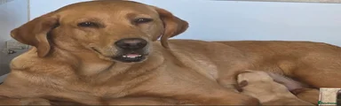 Labrador Retriever 1