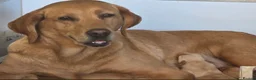 Labrador Retriever dogs for sale: KC Reg Working Labrador Pups for Sale - Advert 9